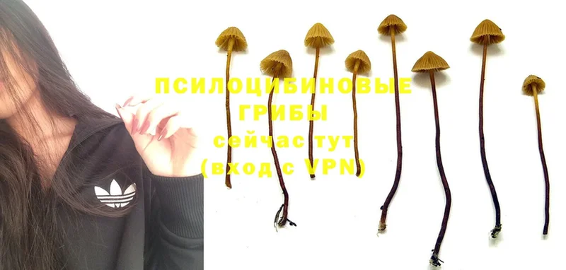 Псилоцибиновые грибы MAGIC MUSHROOMS  мега   Коркино 